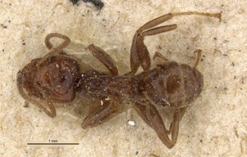 Media type: image;   Entomology 21342 Aspect: habitus dorsal view